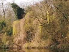 Treurwilg