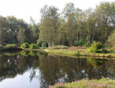 Het vennetje