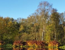 Veenbespad in de herfst