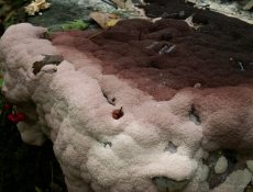 16253622773_46d1a49ee3_b