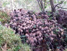 16666673647_5cfbe7ccfc_k