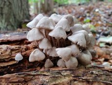 16666708387_c0d984ecb2_k