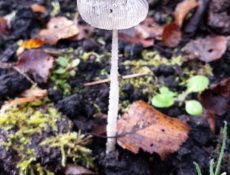 16686334818_54d3c6a59b_k