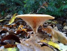 16686597000_7496abb845_k