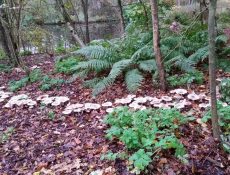 16687867229_a2fadbe40e_k