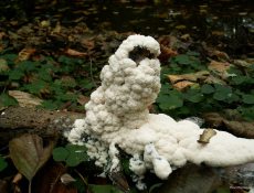 16847734236_3e5f139962_b