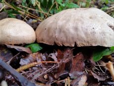 16848136336_915479b598_k