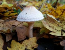 16873227592_9824b6f840_k