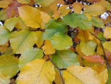 16873390391_364ddd0715_k