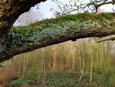 16873407821_8a22c8ff4d_k