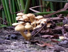 16873945025_ccba85807a_k