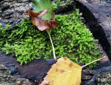 16874012755_6df03ef431_k