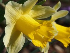 Wilde narcis