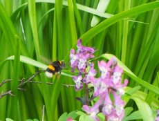Hommel en Holwortel