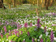 17162824732_41765681b6_k