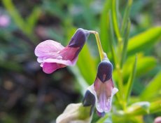 Knollathyrus