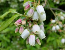 Amerikaanse bosbessen