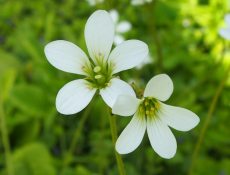 17742518710_9b13fbd151_k