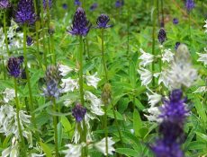 Zwartblauwe rapunzel / Knikkende vogelmelk