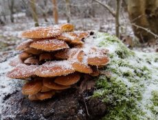 fluweelpootje