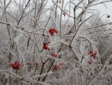 gelderseroos_winter_thijssepark