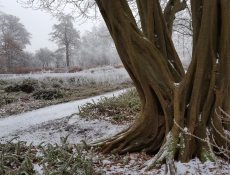 haagbeuk_veenbespad