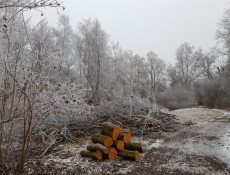 klokjespad_winter