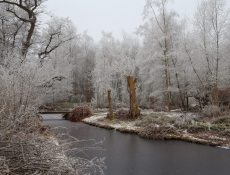 orchideenstuk_winter1