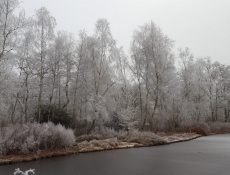 orchideestuk_winter1