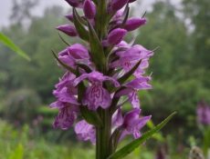Mei-orchis