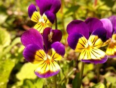 Driekleurig viooltje