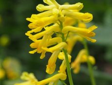 Gele helmbloem