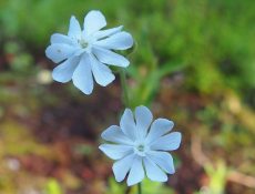 Avondkoekoeksbloem